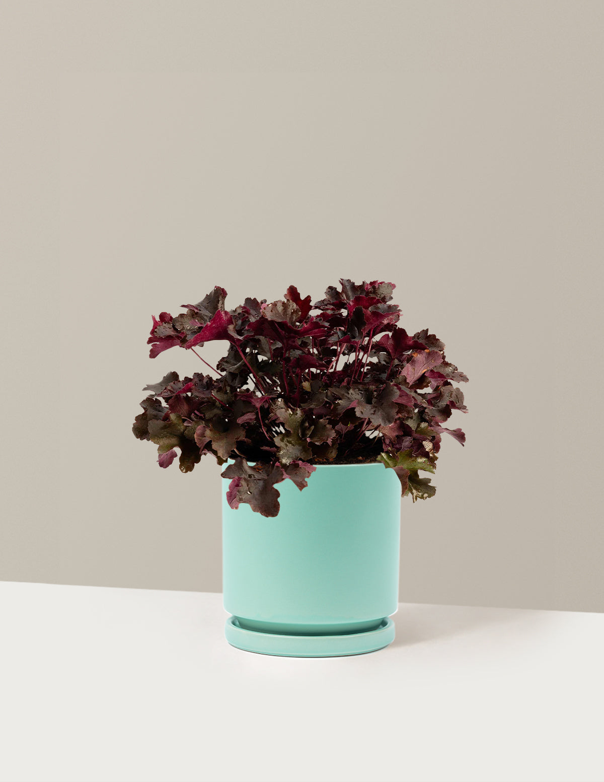 Balboa Sunset® Heuchera