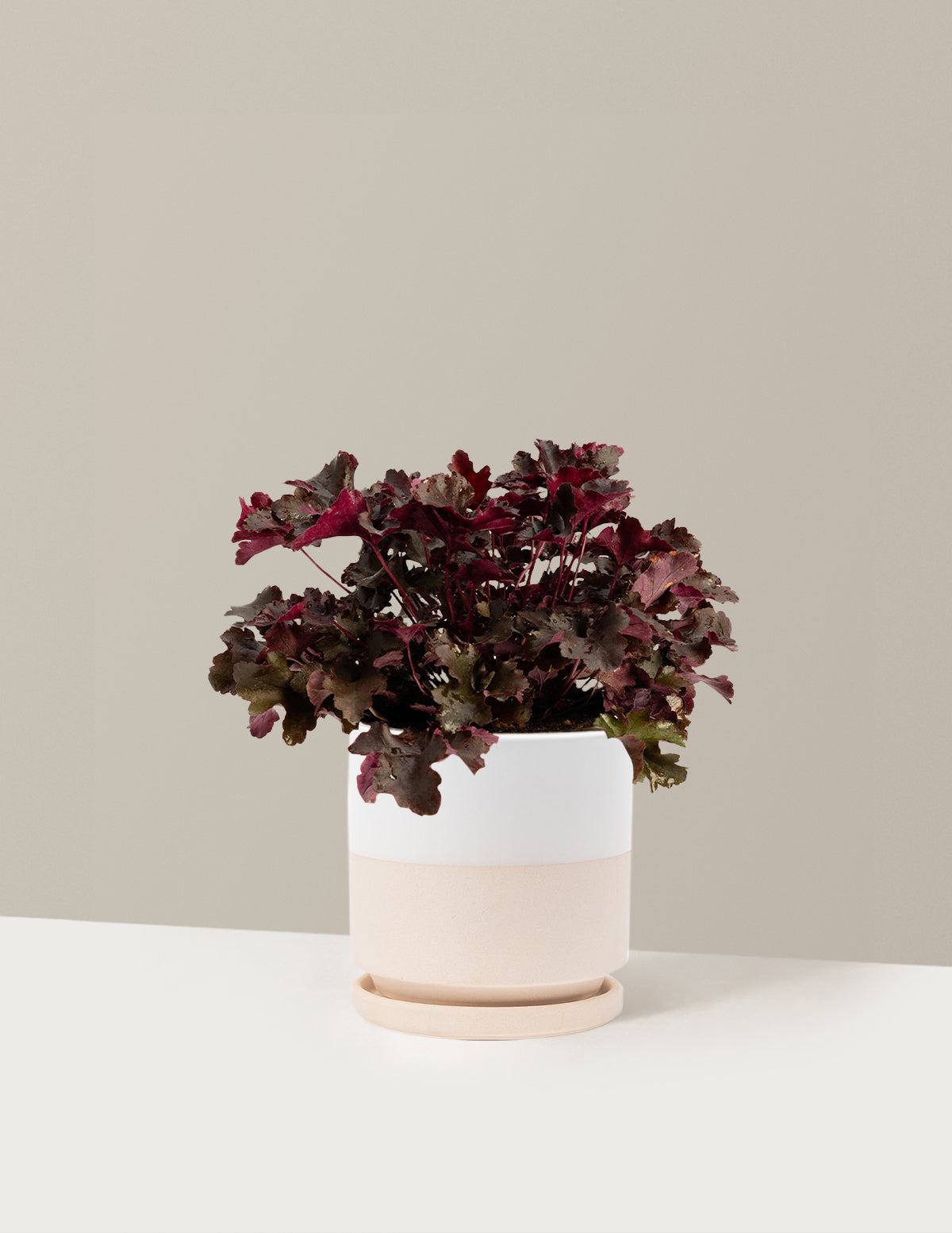Balboa Sunset® Heuchera
