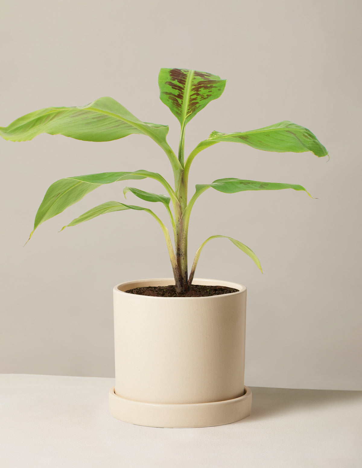 Dwarf Banana Tree