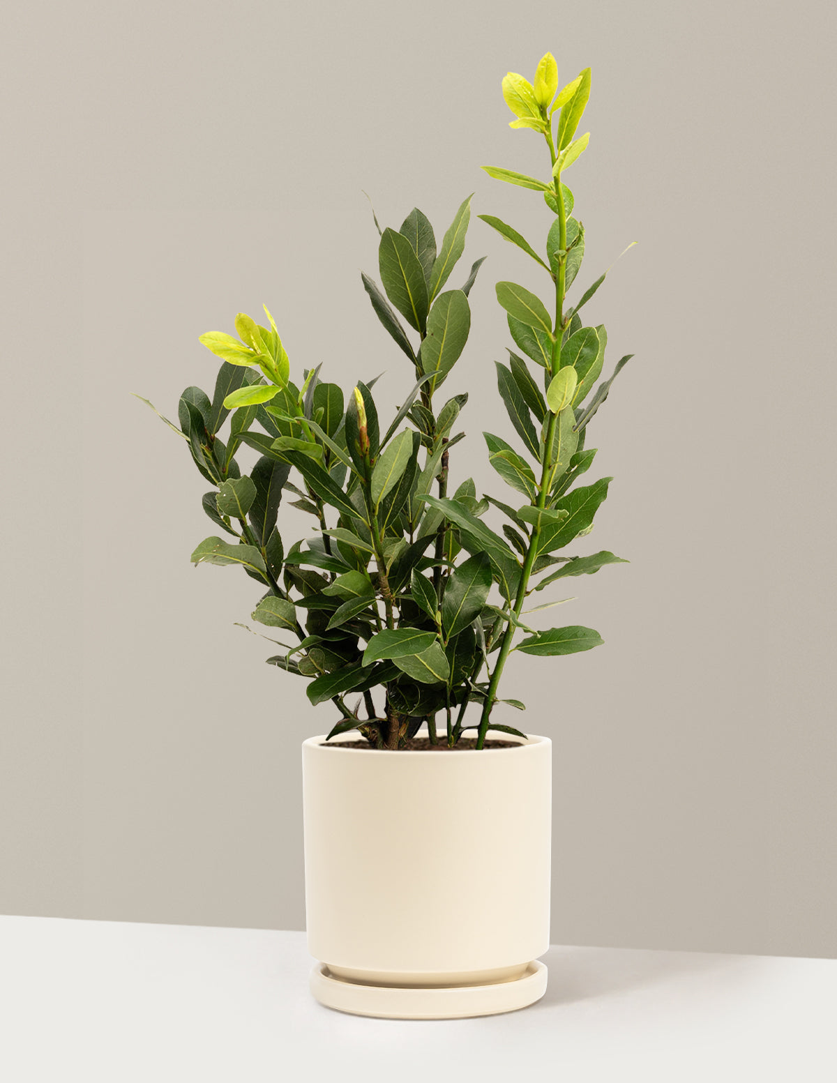 Bay Laurel