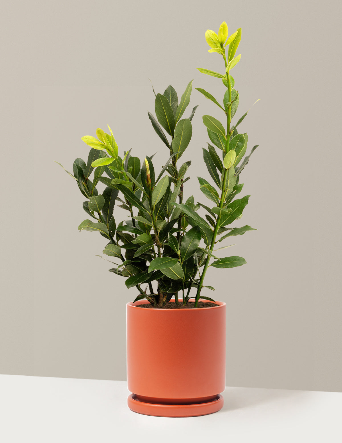 Bay Laurel