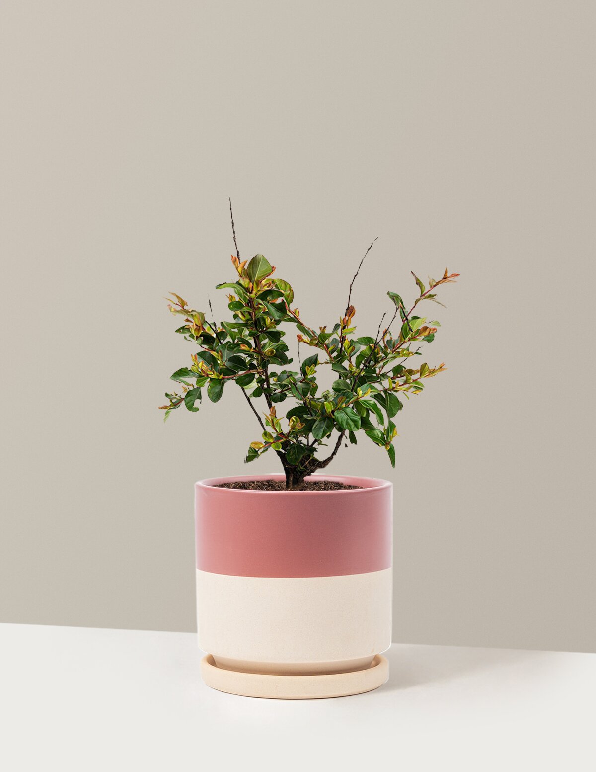 Bellini® Raspberry Crape Myrtle