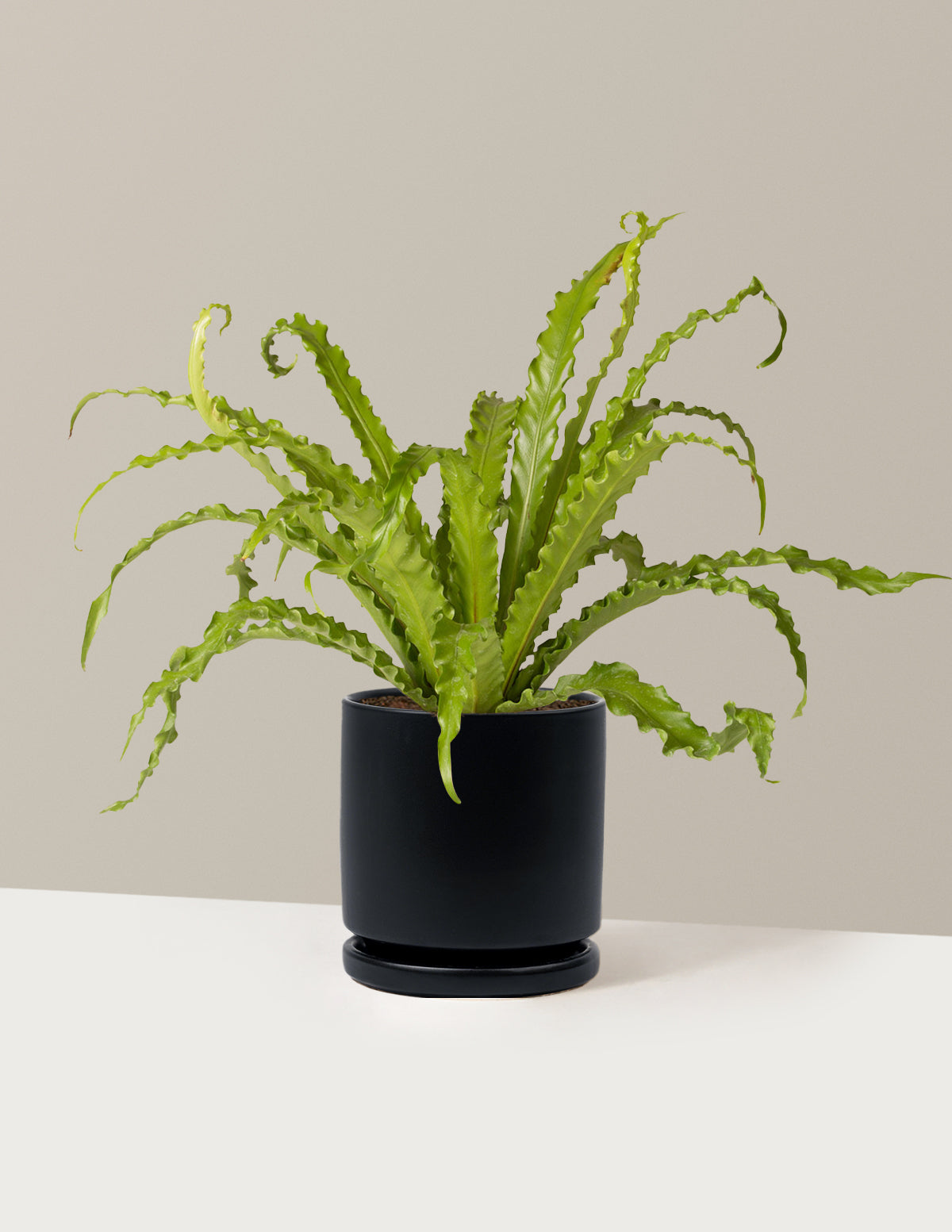 Bird’s Nest Fern