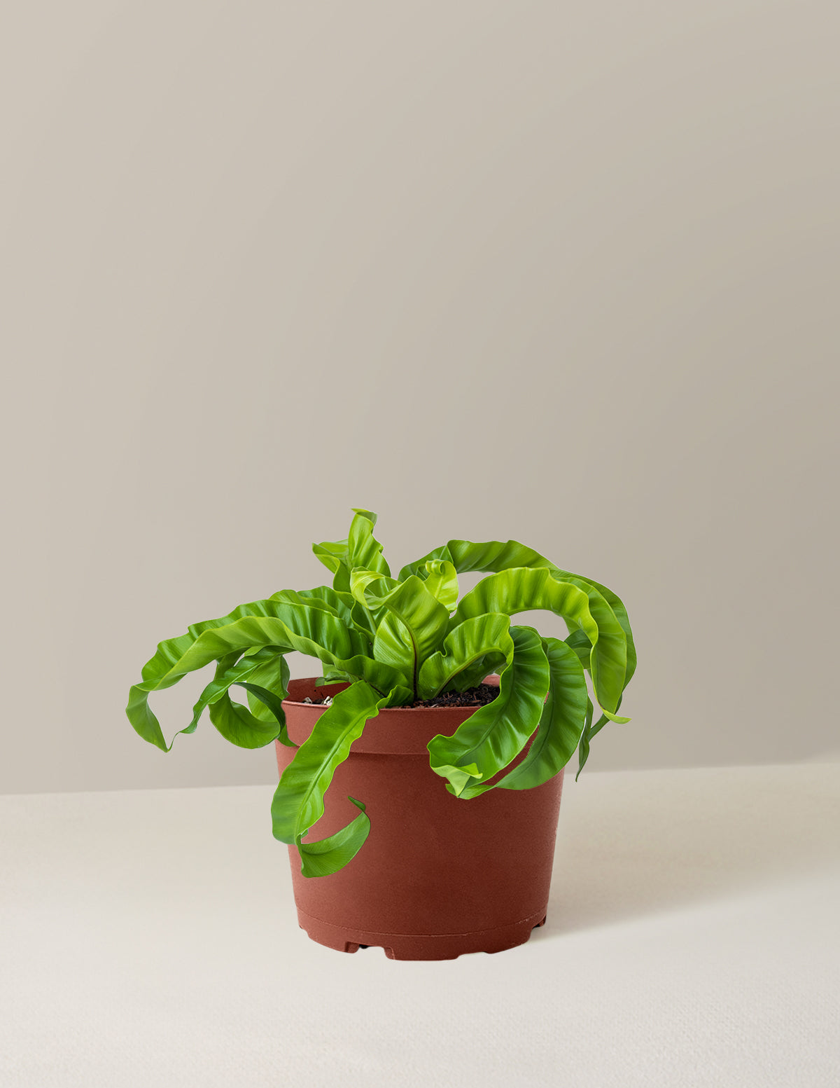 Hurricane Fern
