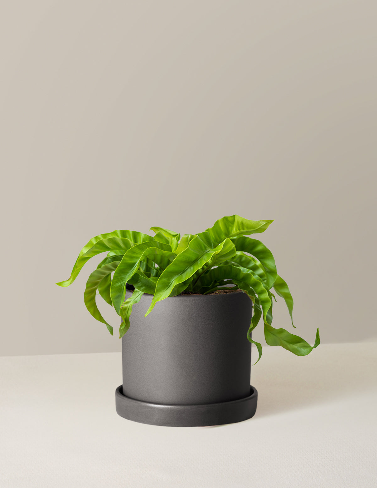 Hurricane Fern