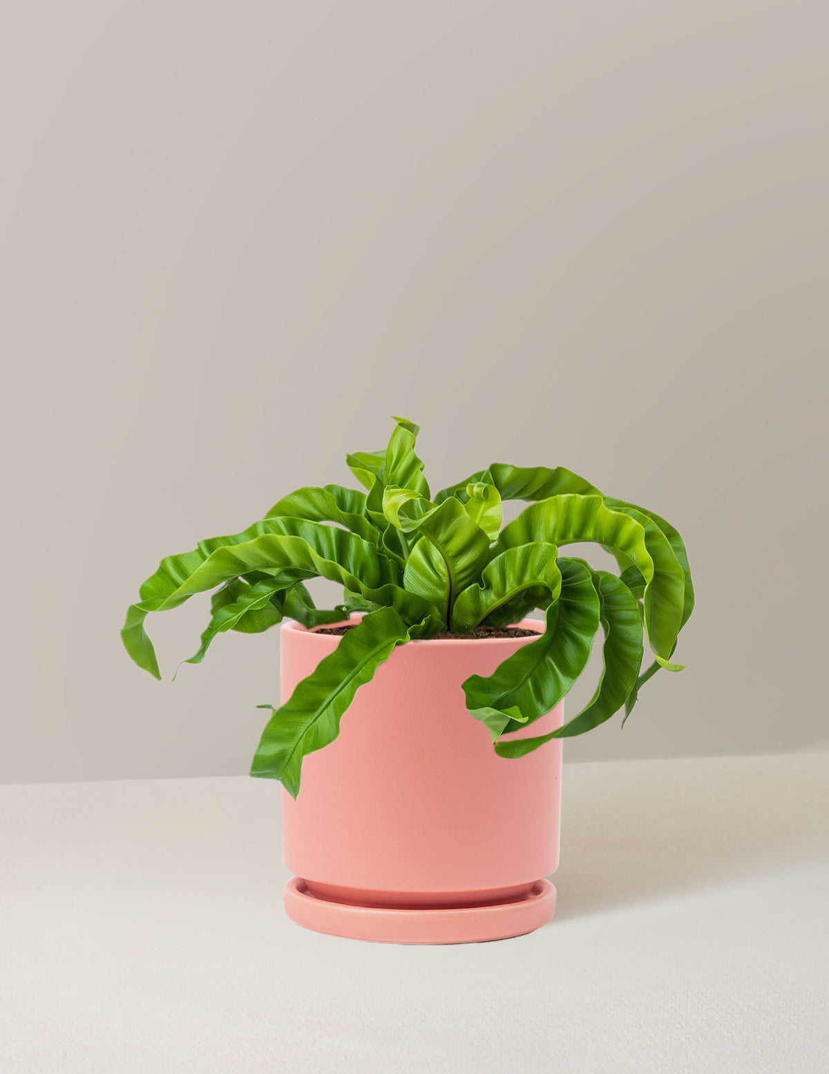 Hurricane Fern