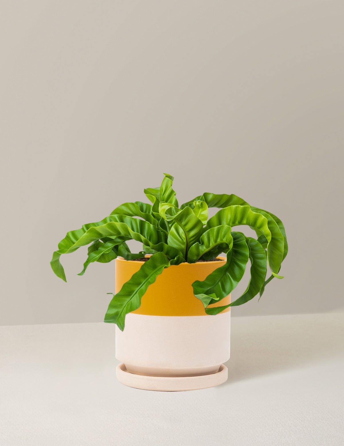 Hurricane Fern