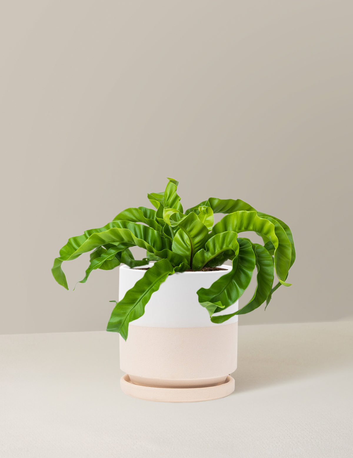Hurricane Fern