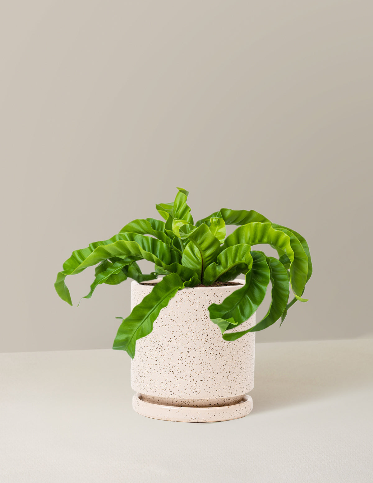 Hurricane Fern