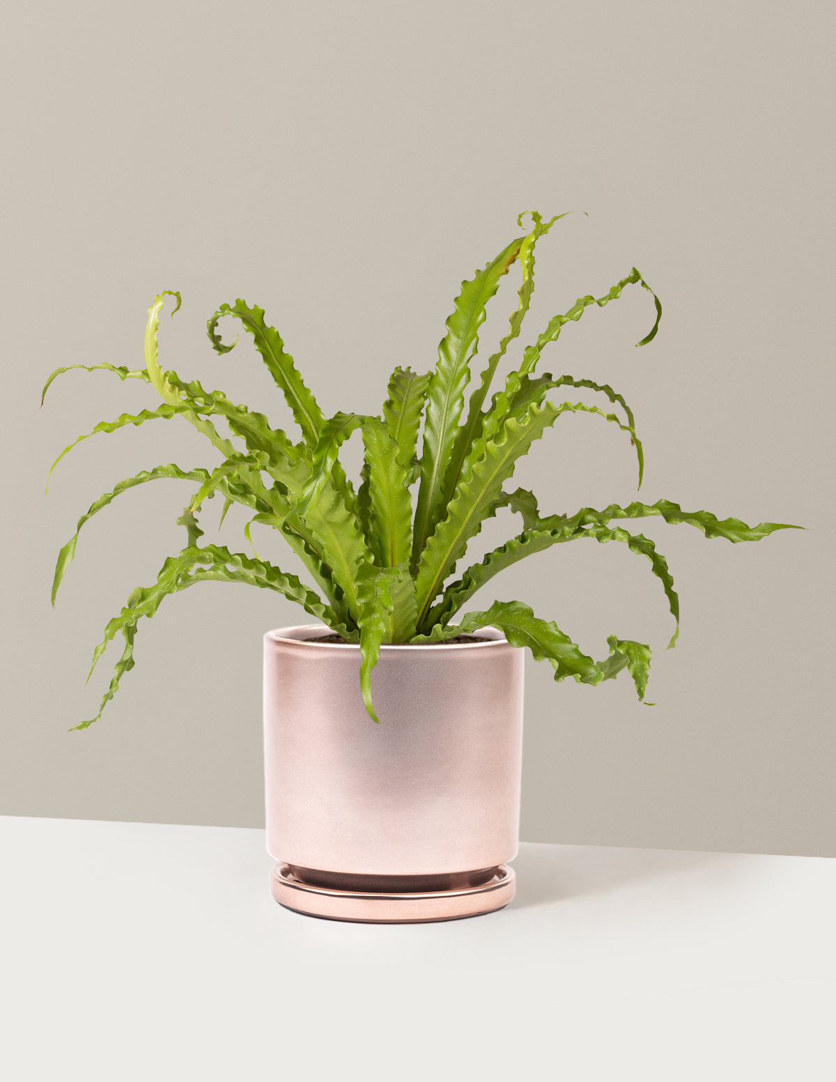 Bird’s Nest Fern