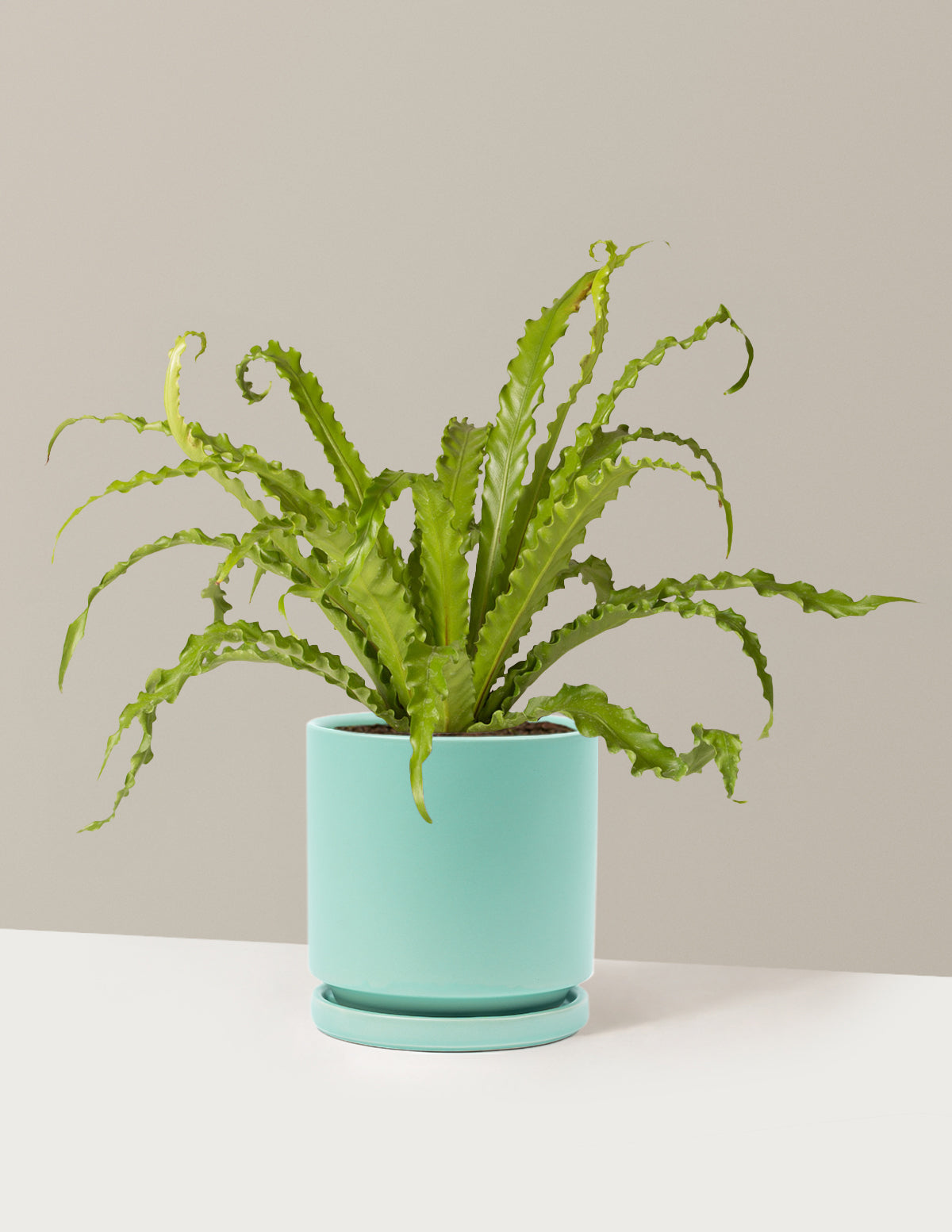 Bird’s Nest Fern