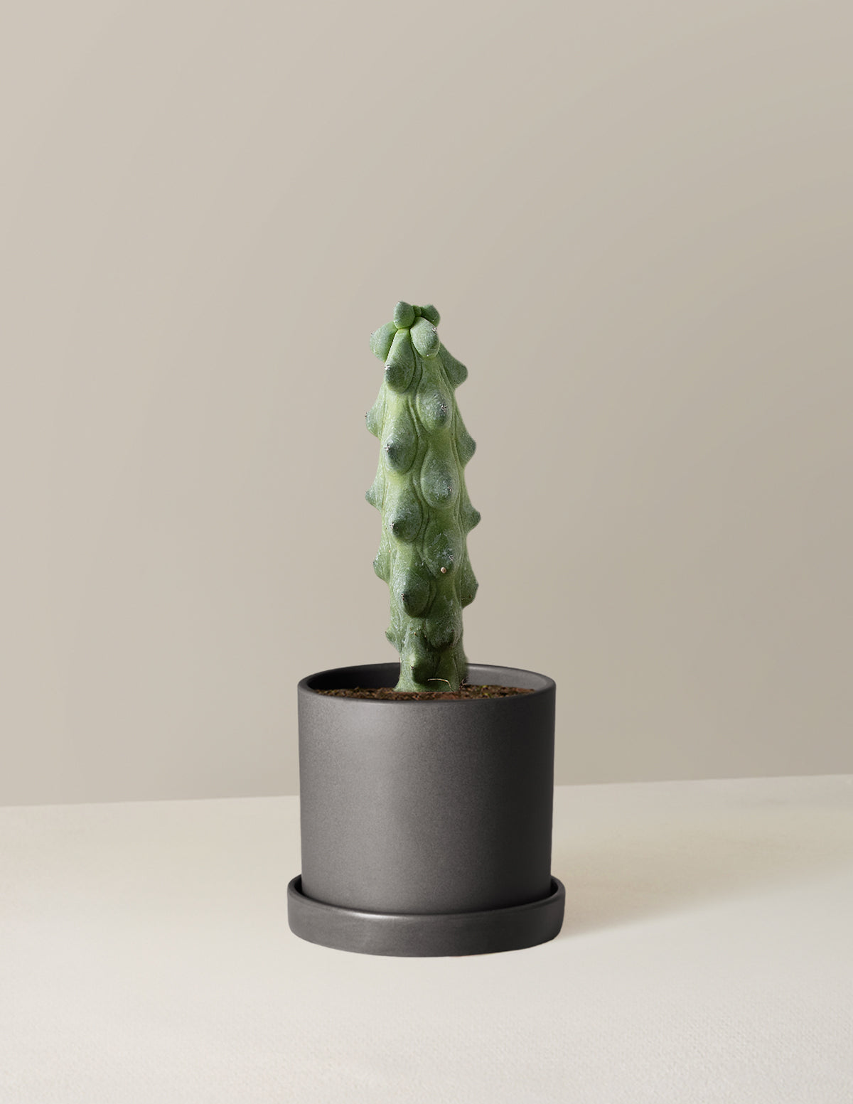 Boobie Cactus