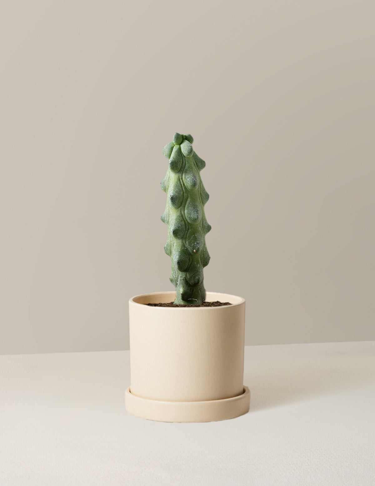 Boobie Cactus