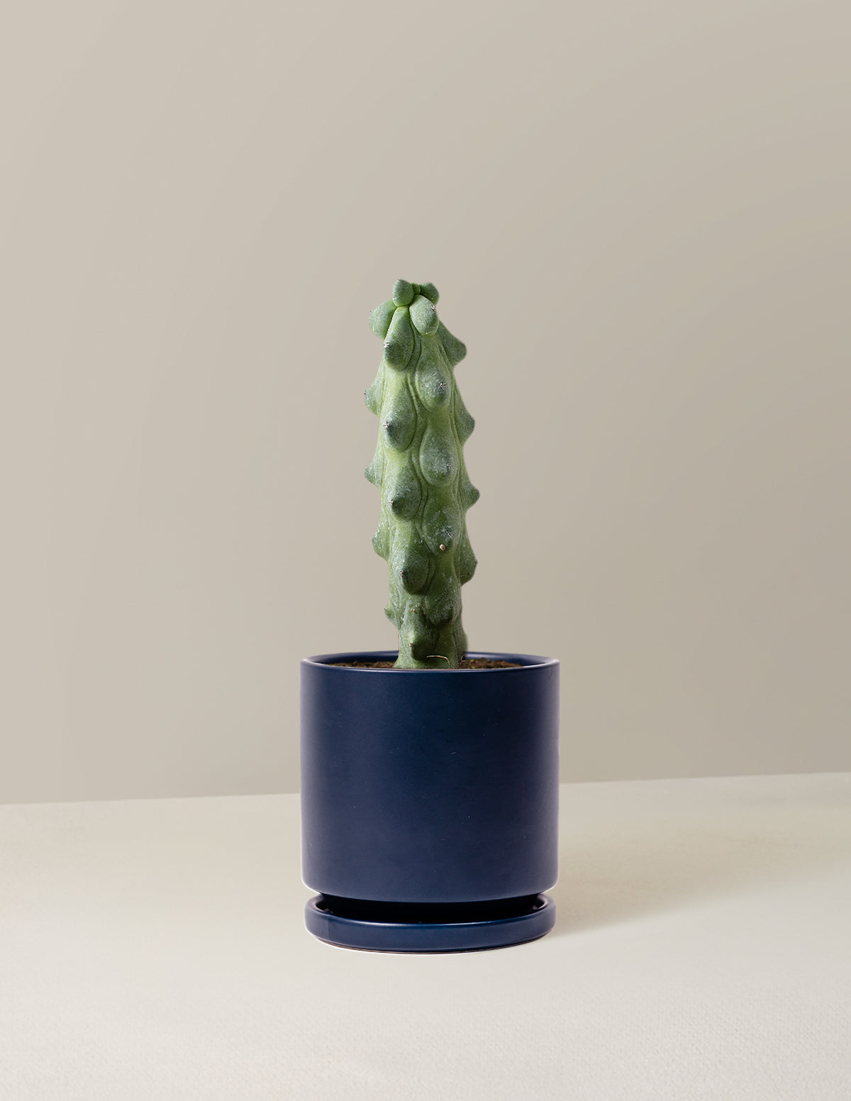 Boobie Cactus