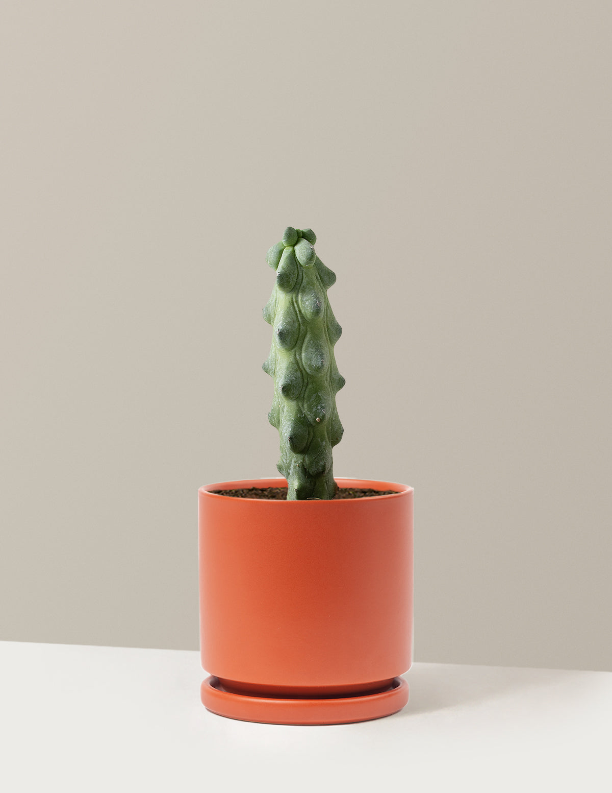 Boobie Cactus