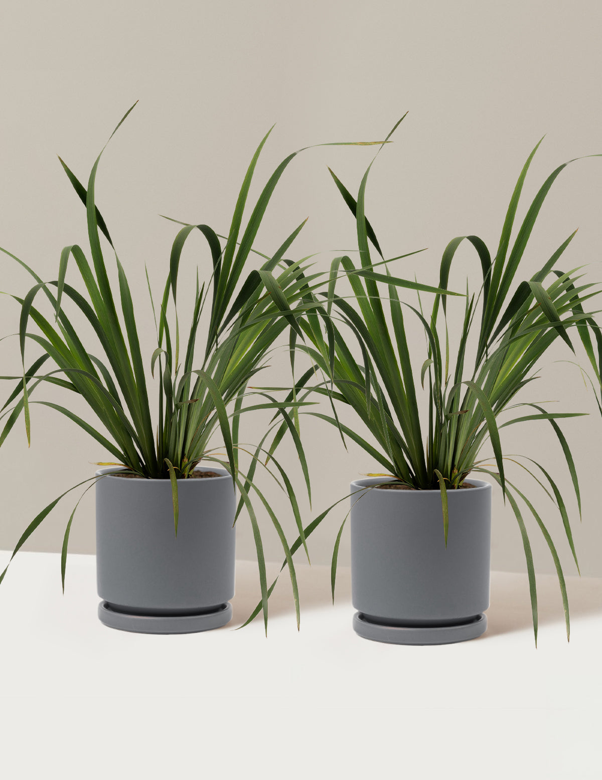 Butter & Sugar Siberian Iris