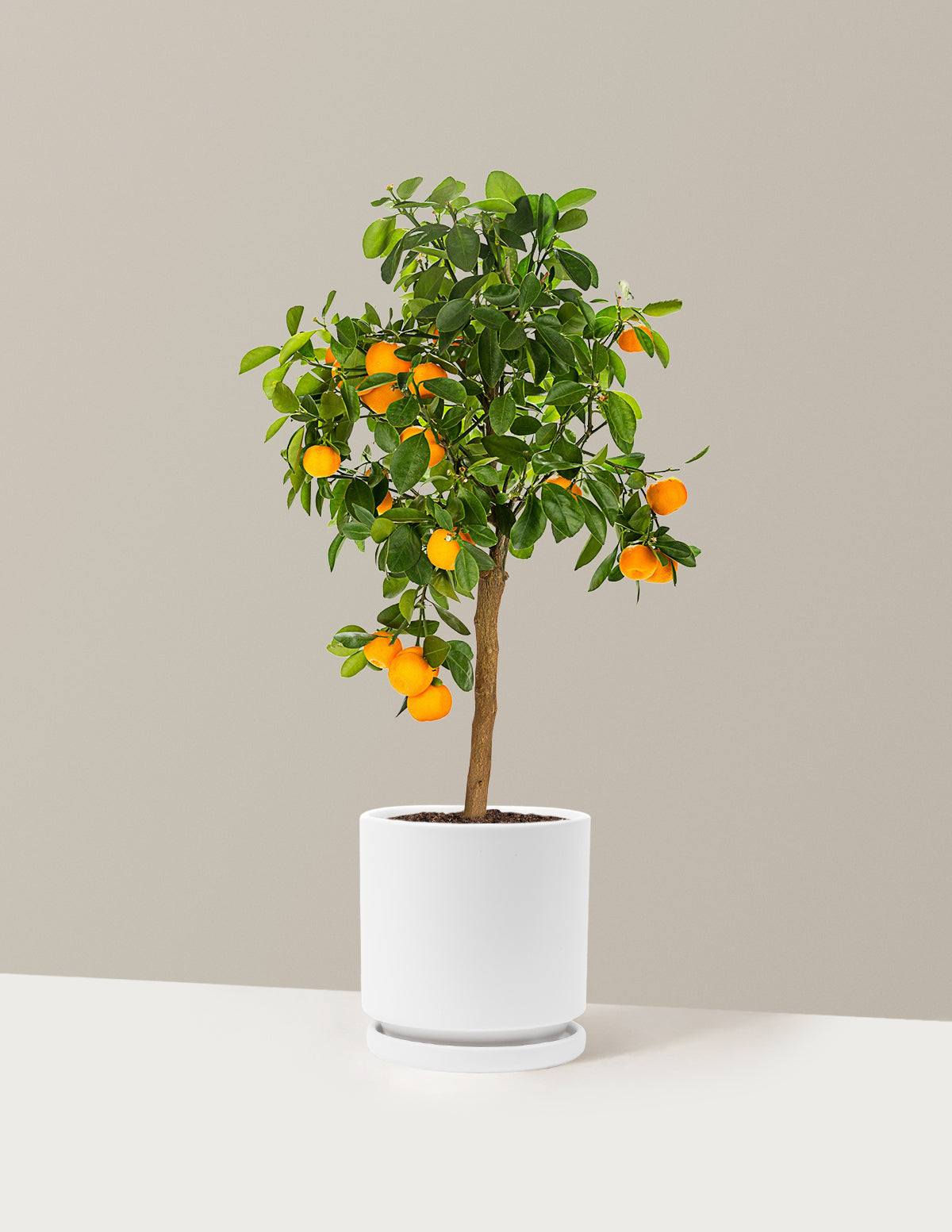Calamondin Orange Bush