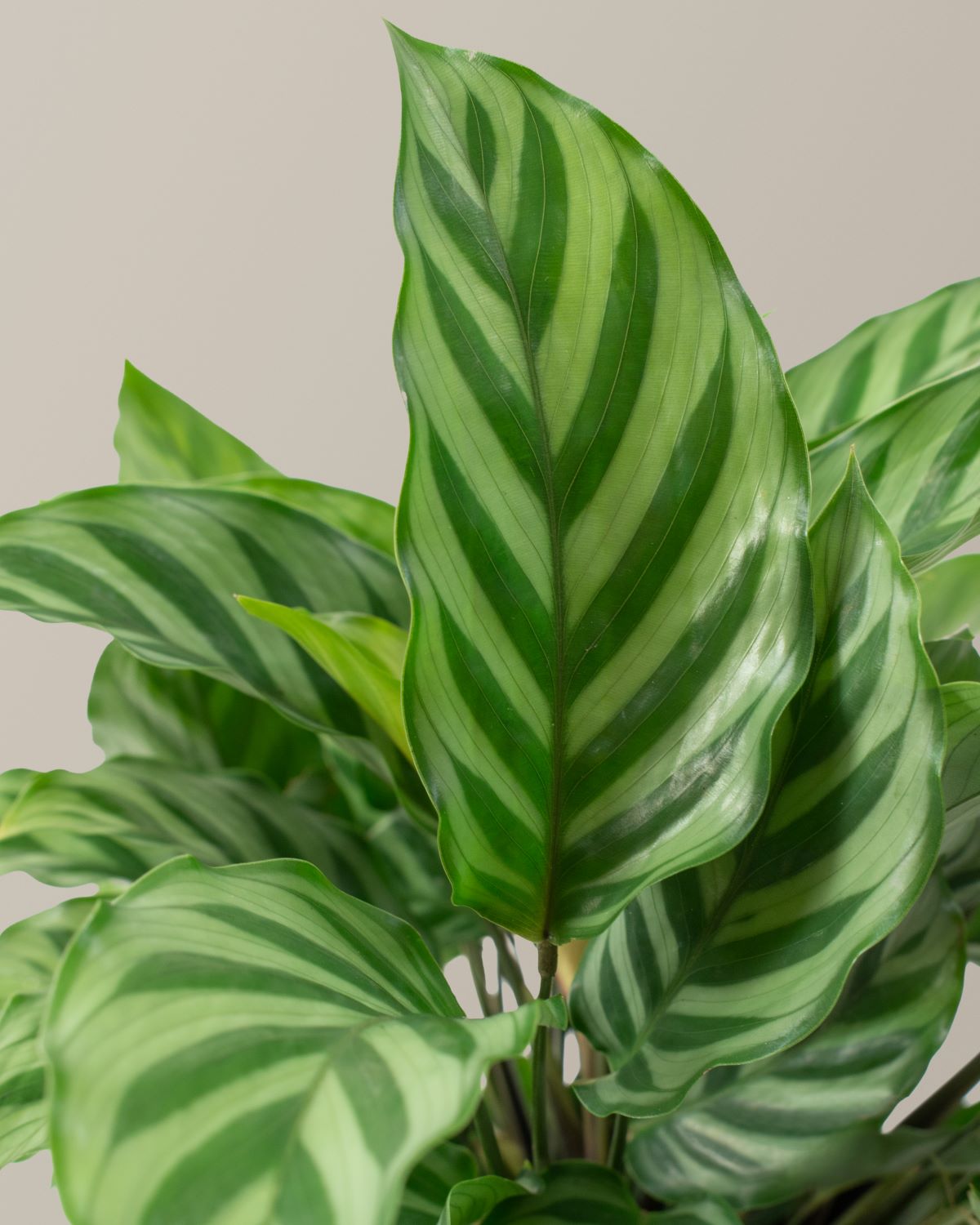 calathea freddie prayer plant Calathea Freddie