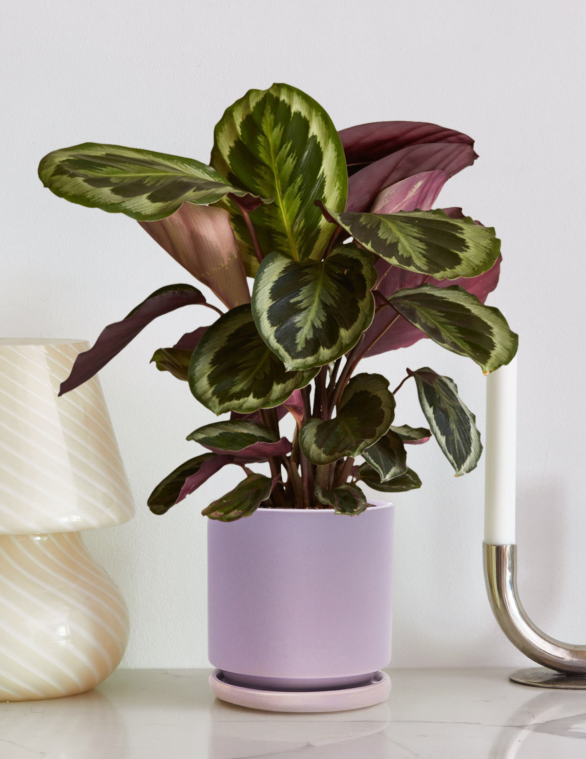 purple and green leaf indoor plant Calathea Medallion Houseplant - Medium (8"-12" tall) Grow Pot