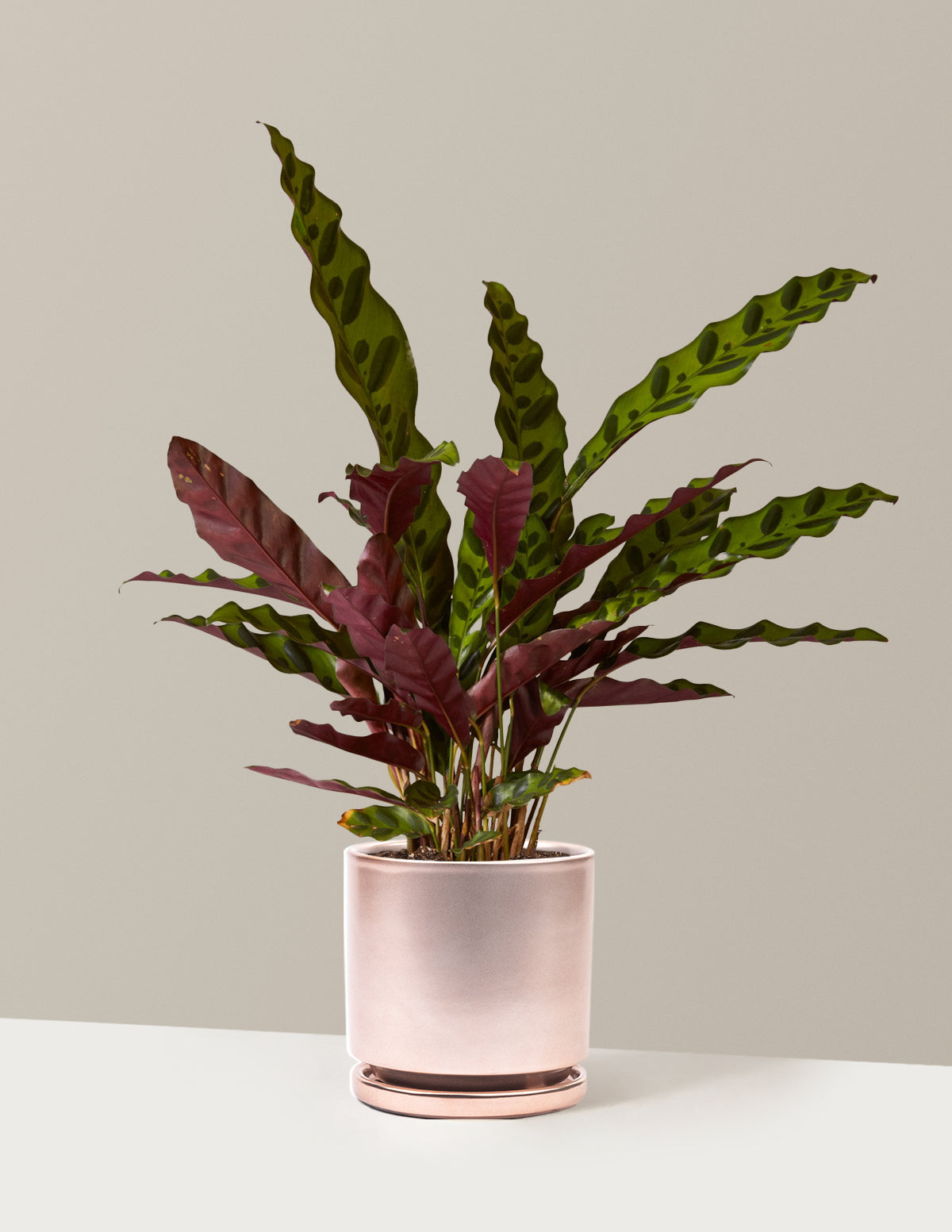 Calathea Rattlesnake