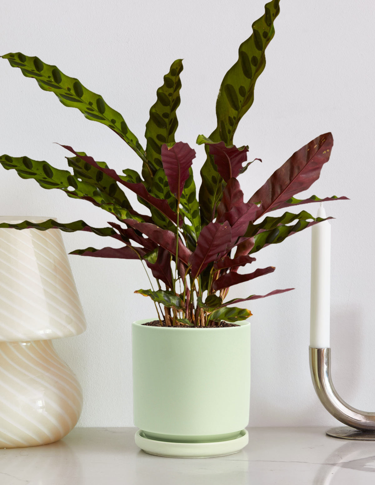 prayer plant safe for pets Calathea Rattlesnake Houseplant with Planter - Medium (4"-8" tall) Sage Planter