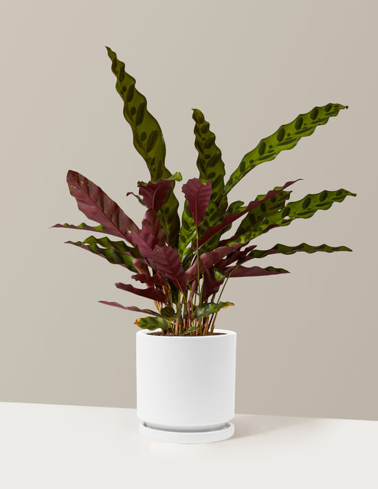 Calathea Rattlesnake