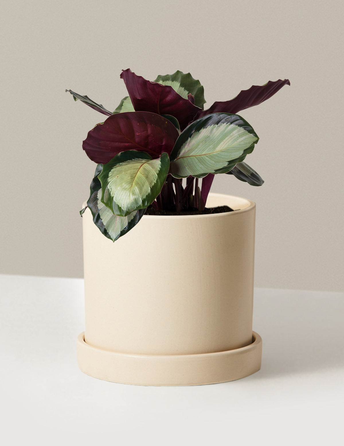 Calathea Rosy