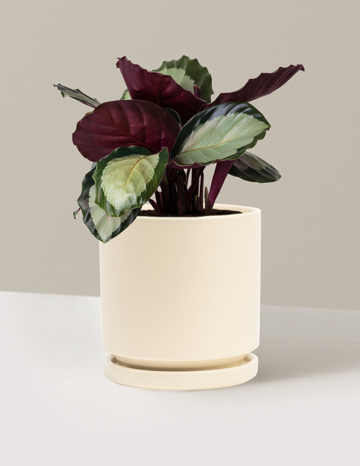Calathea Rosy