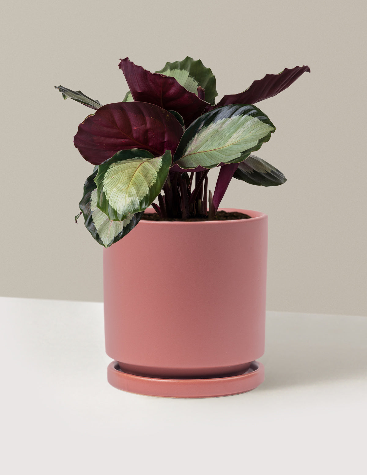 Calathea Rosy