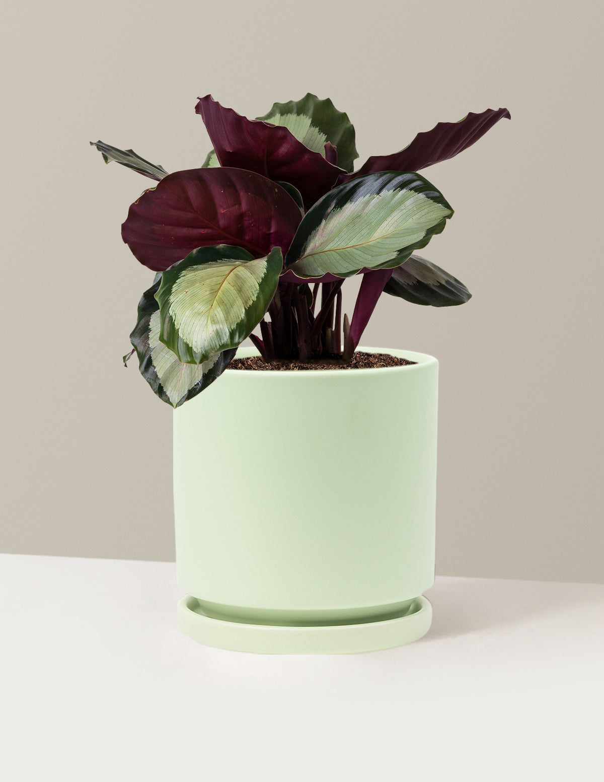 bundle | Medium | Isabella | Sage