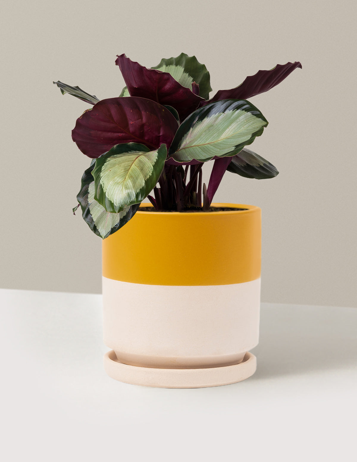 Calathea Rosy