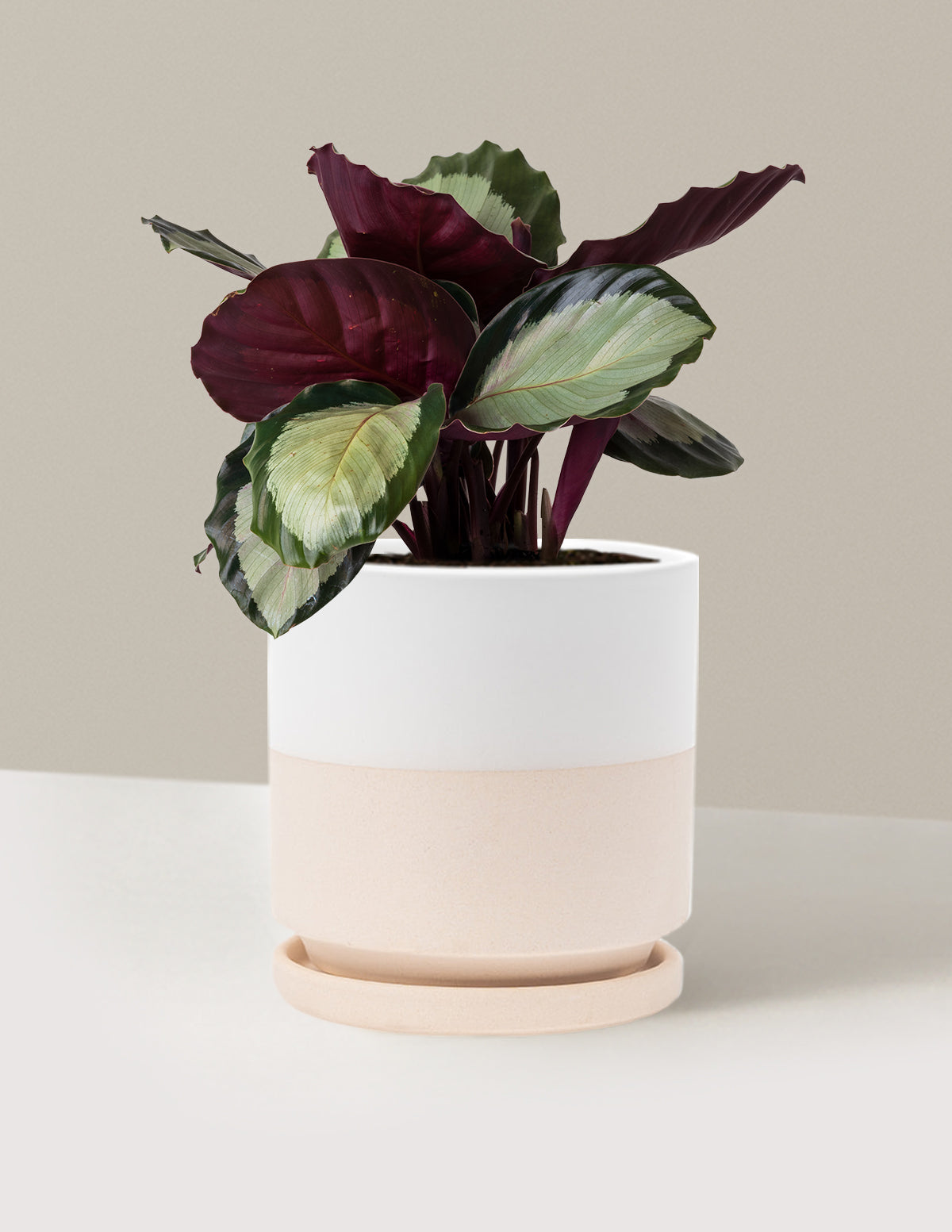 Calathea Rosy