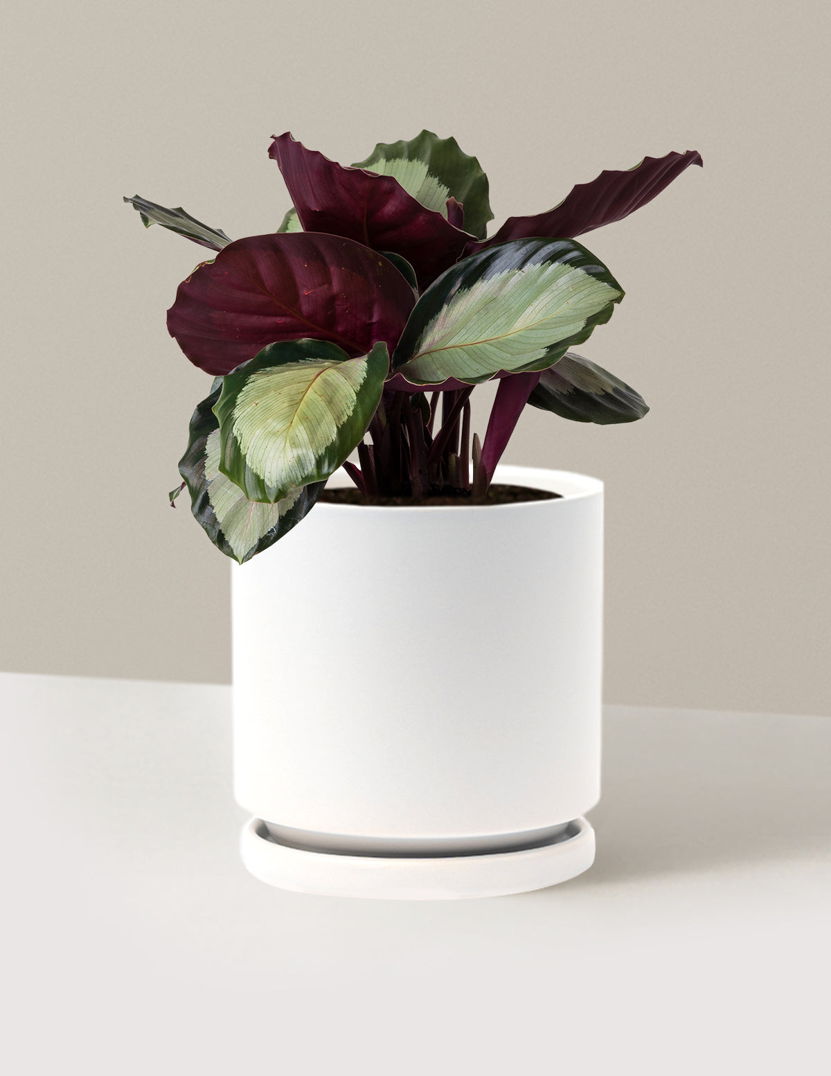Calathea Rosy