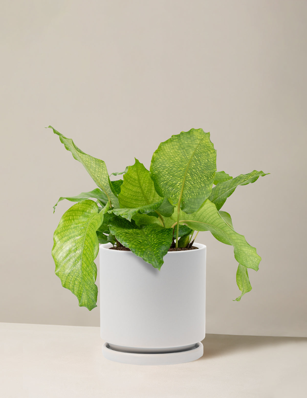 Calathea Musaica