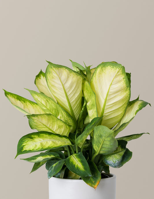 Dieffenbachia Camille