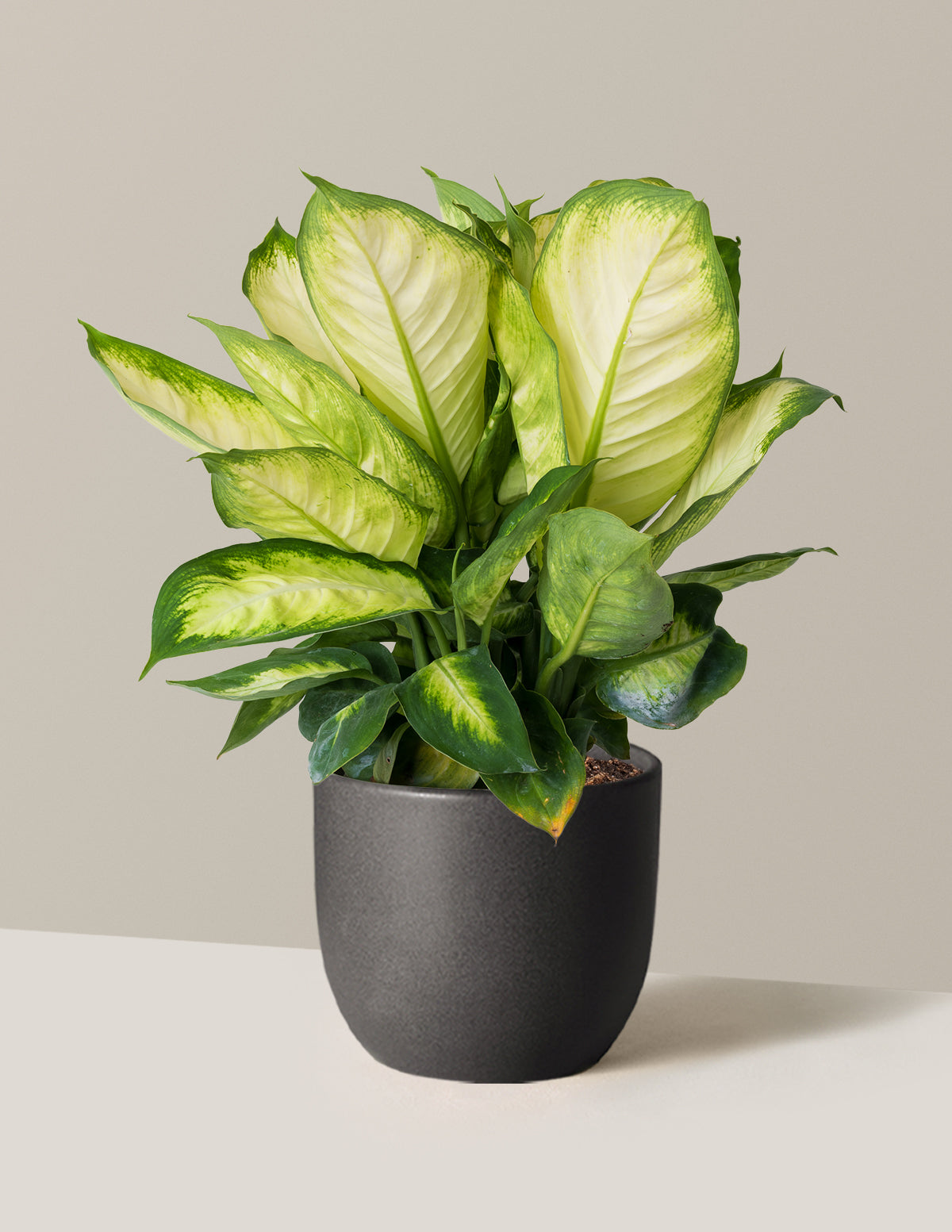 Dieffenbachia Camille