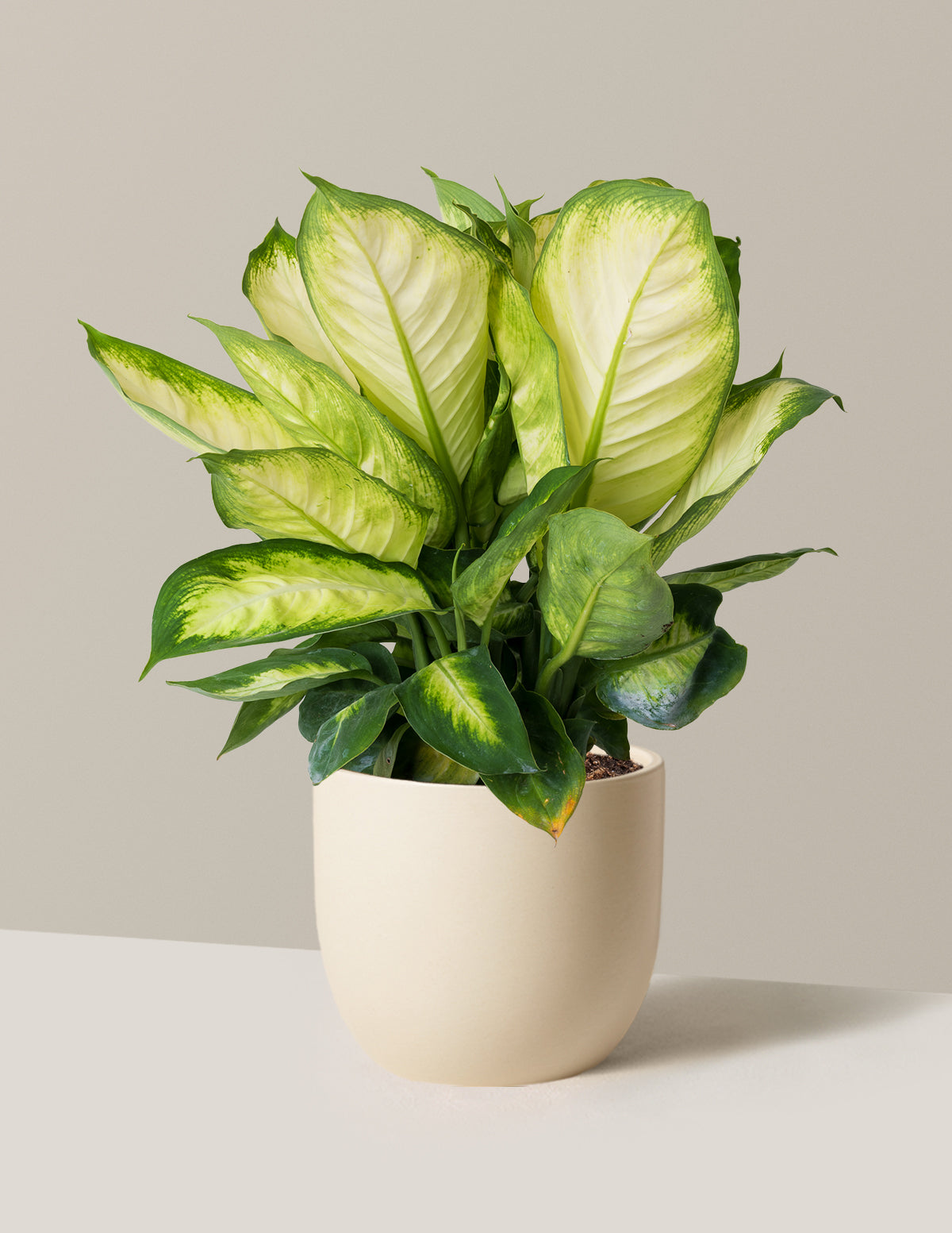 Dieffenbachia Camille