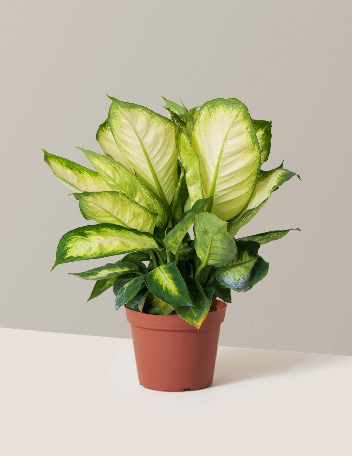 Dieffenbachia Camille