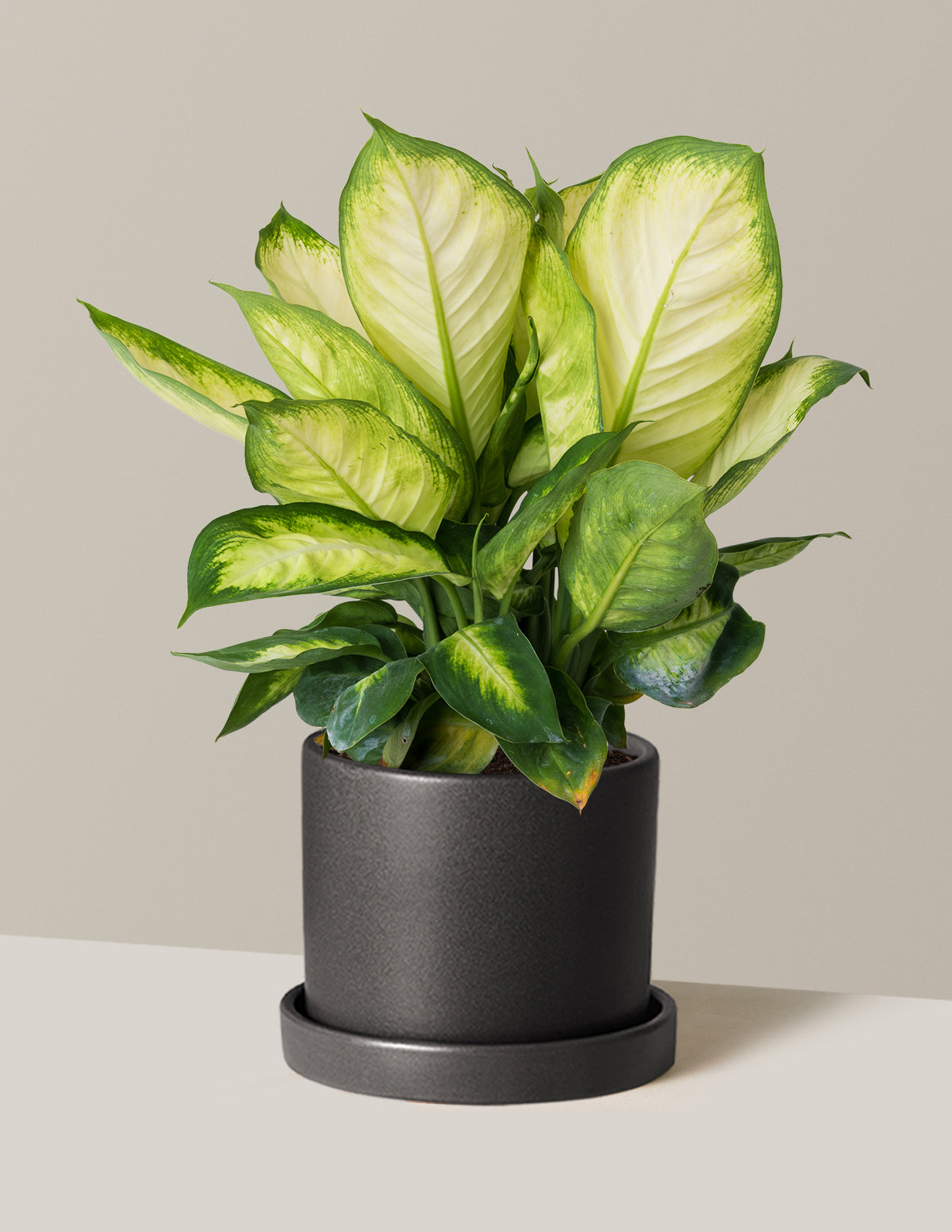 Dieffenbachia Camille