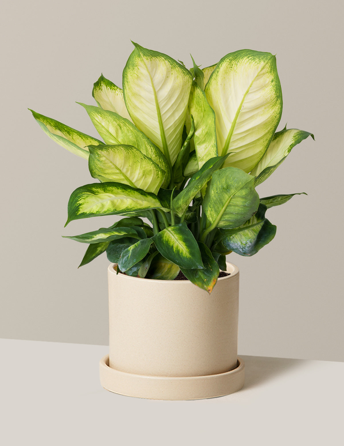 Dieffenbachia Camille
