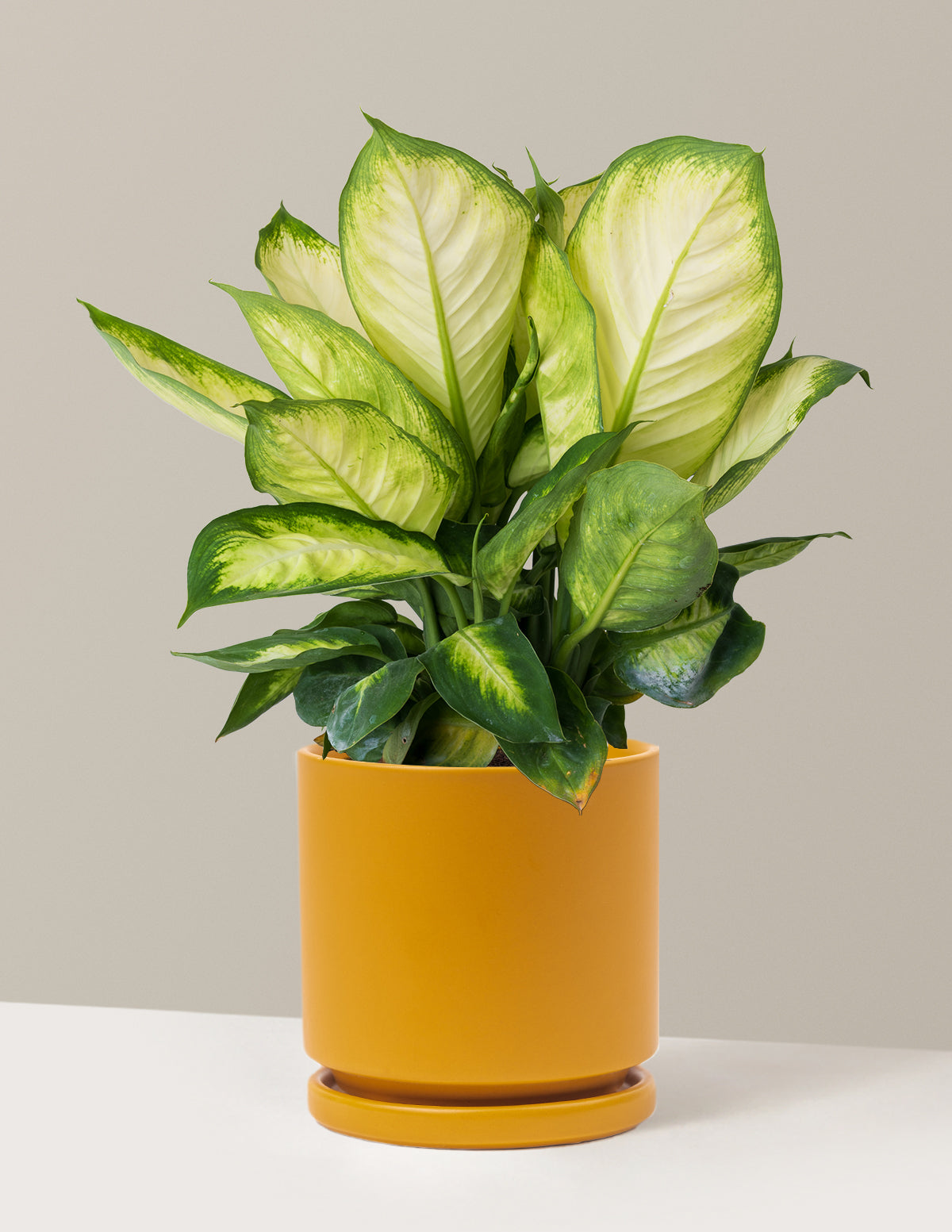 Dieffenbachia Camille