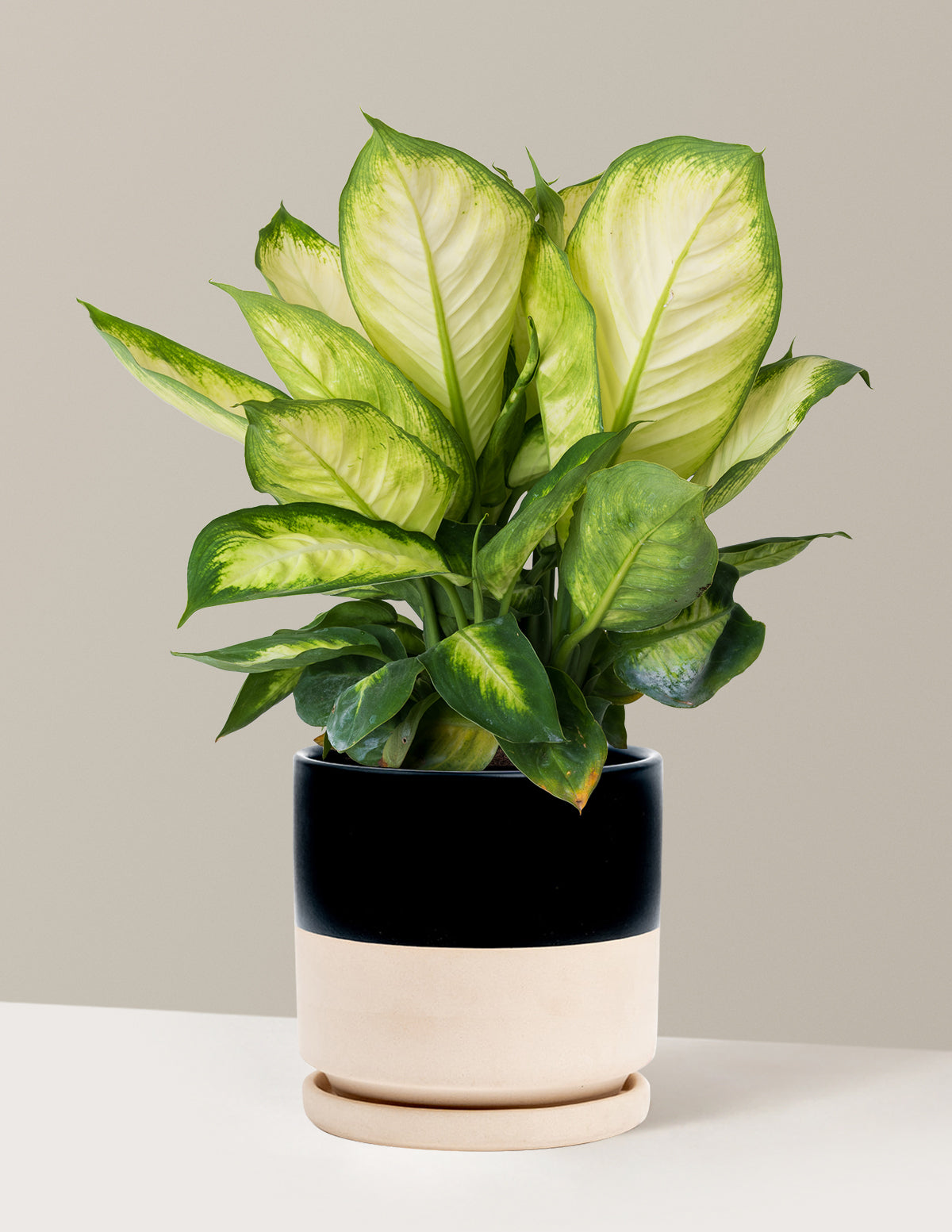 Dieffenbachia Camille