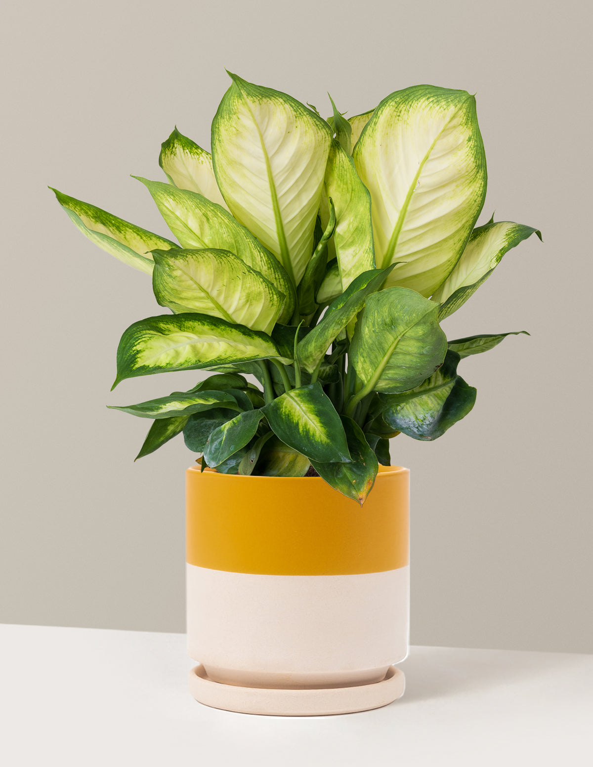 Dieffenbachia Camille