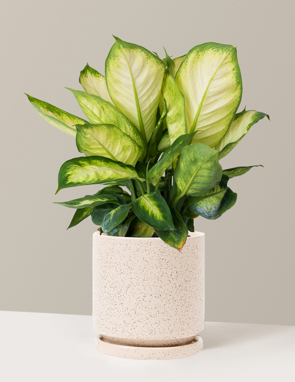 Dieffenbachia Camille
