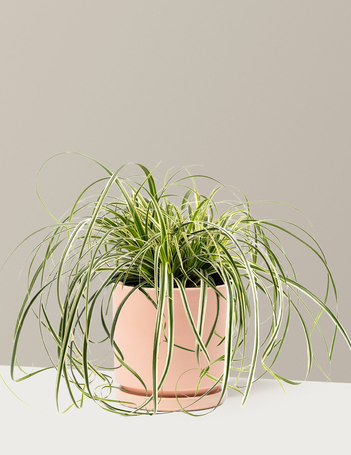 Carex Feather Falls™