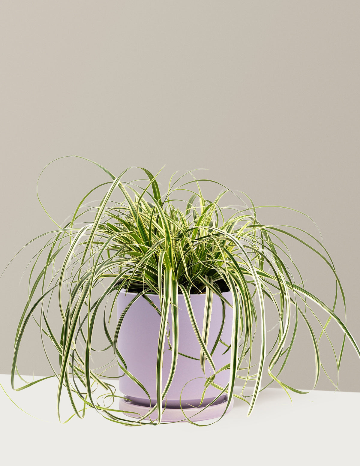 Carex Feather Falls™