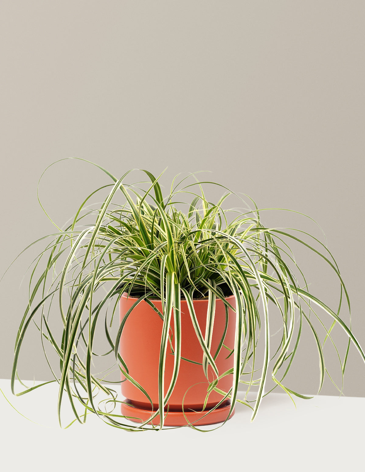 Carex Feather Falls™