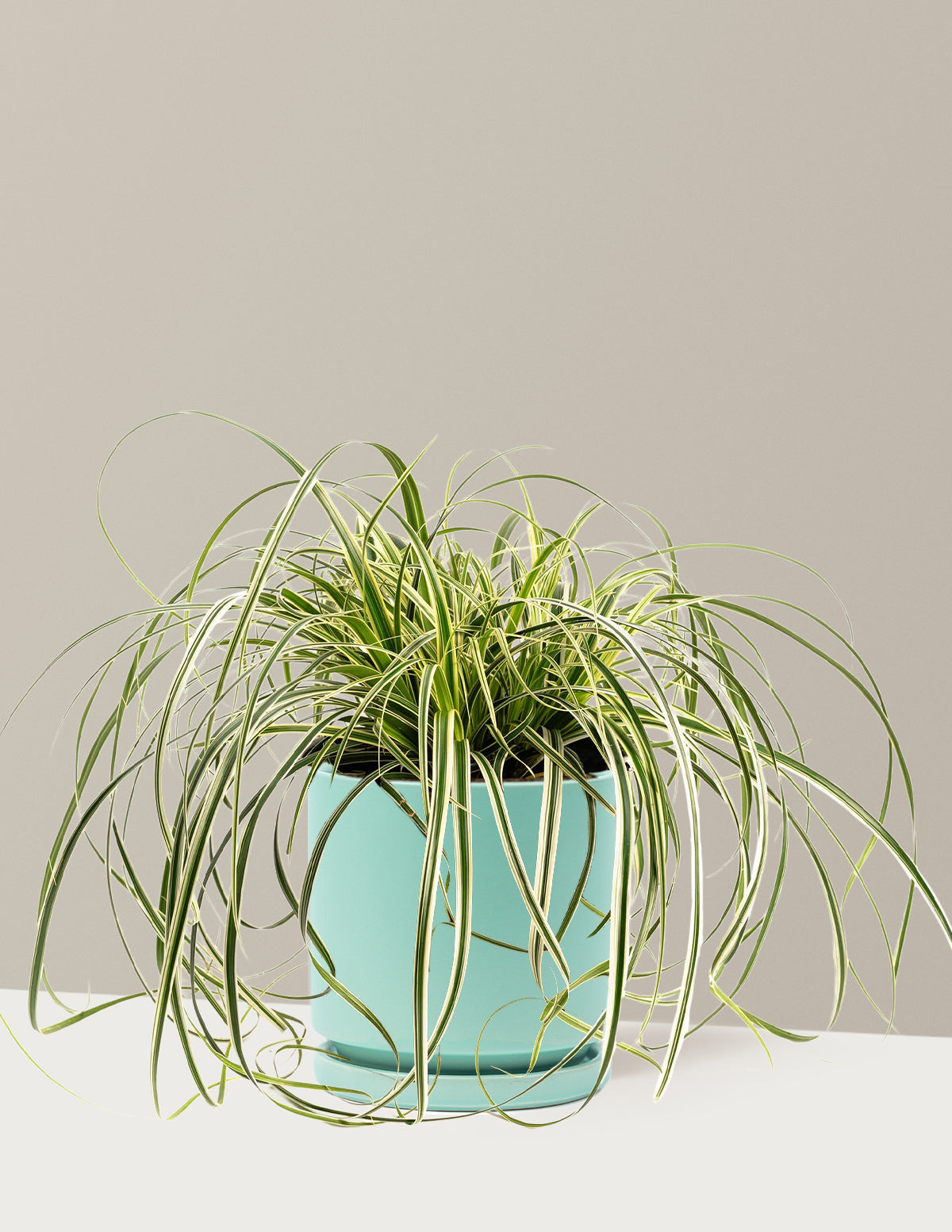 Carex Feather Falls™