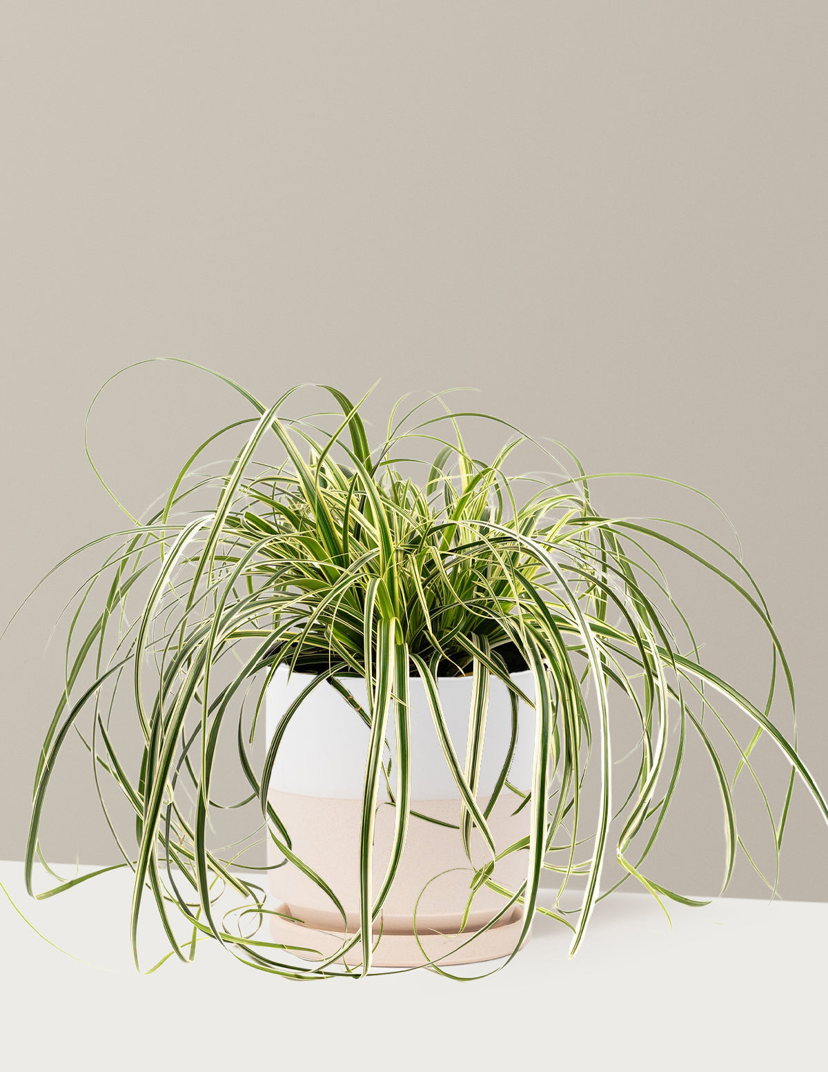 Carex Feather Falls™