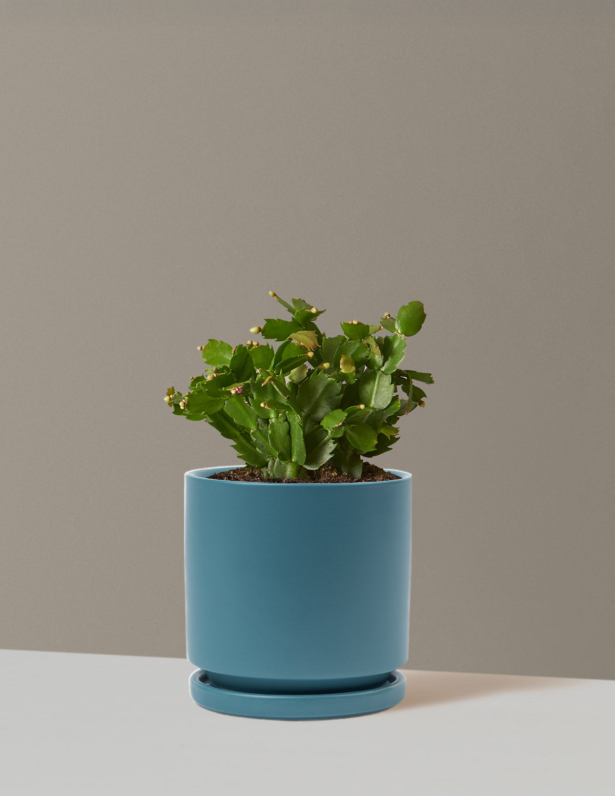 bundle | Medium | Isabella | Antique Teal